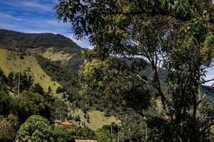 View of the beautiful cloud forest and the Quindio Wax Palms at the Cocora Valley located in Salento in the Quindio region in Colombia. photo