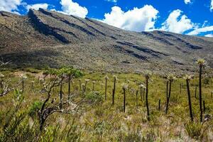 hermosa paisaje de Colombiana andino montañas demostración páramo tipo vegetación en el Departamento de cundinamarca foto