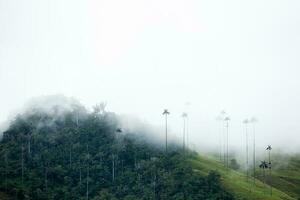 View of the beautiful cloud forest and the Quindio Wax Palms at the Cocora Valley located in Salento in the Quindio region in Colombia. photo