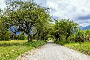 Tree canopy over an unpaved rural road at El Cerrito in the Valle del Cauca region in Colombia photo