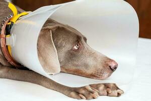 Weimaraner dog wearing a plastic elizabethan - buster collar at home photo