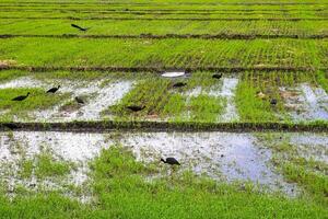 Flock of Phimosus infuscatus feeding in a rice field in the Valle del Cauca region of Colombia photo