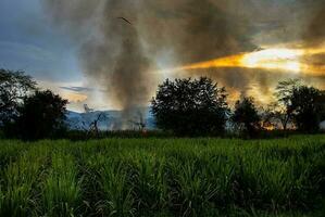 Sugar cane fire burning in field at Valle del Cauca in Colombia photo