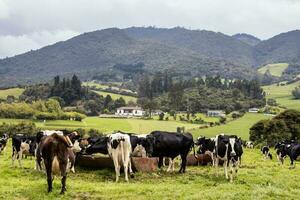 manada de lechería vacas en la caleras en el Departamento de cundinamarca cerca a el ciudad de bogota en Colombia foto