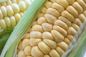 Closeup of a fresh corn cob. Zea mays. photo