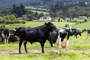 Herd of dairy cattle in La Calera in the department of Cundinamarca close to the city of Bogota in Colombia photo