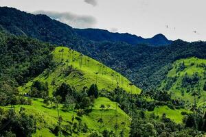 View of the beautiful cloud forest and the Quindio Wax Palms at the Cocora Valley located in Salento in the Quindio region in Colombia. photo