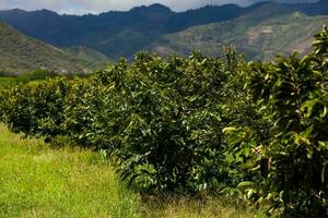 View of a soursop cultivation and the majestic mountains at the region of Valle del Cauca in Colombia photo