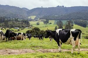 manada de lechería vacas en la caleras en el Departamento de cundinamarca cerca a el ciudad de bogota en Colombia foto