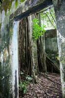 Trees and roots growing over an abanonded house in Armero Town after 37 years of the tragedy caused by the Nevado del Ruiz Volcano in 1985 photo