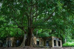 Remains of the destroyed houses of the Armero Town covered by trees and nature after 37 years of the tragedy caused by the Nevado del Ruiz Volcano in 1985 photo