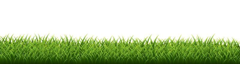 Green grass border set on white background. Vector Illustration