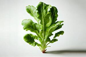 Healthy One natural Arugula Lettuce. photo