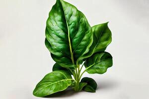 Useful One natural Spinach. photo