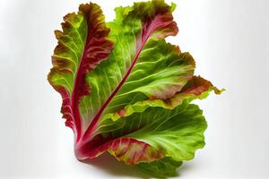 Tasty One natural Green and Red Leaf Lettuce. photo