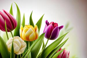 Awesome Beautiful tulips spring nature background for web banner and card design, in the white background. photo