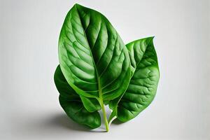 one green spinach leaves on a white background. photo