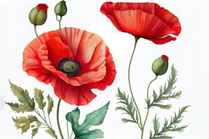 Seamless watercolor template with poppies. photo