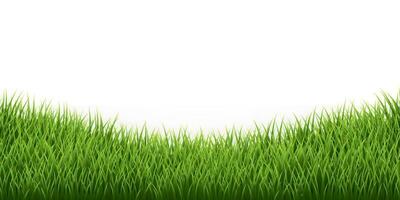 Green grass border set on white background. Vector Illustration