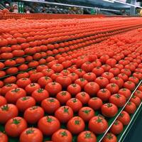 A bunch of tomatoes Generated photo