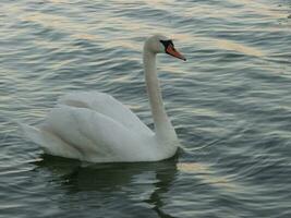 cisne nada en un lago. el blanco cisne. foto