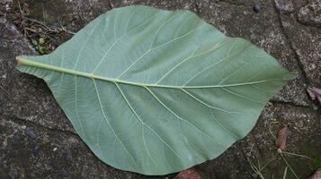 teak leaves that fell on the dirty cement floor photo