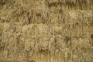 The farmer's haystack texture background after the harvest season is layered for feeding horses and other animals. photo