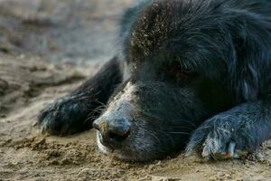 A very old dog with black fur has a bruise on the nose due to mosquito bites. sitting on the ground in the countryside photo