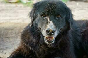 un muy antiguo perro con negro piel tiene un moretón en el nariz debido a mosquito muerde sentado en el suelo en el campo foto