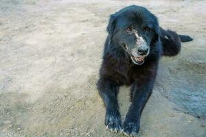 A very old dog with black fur has a bruise on the nose due to mosquito bites. sitting on the ground in the countryside photo