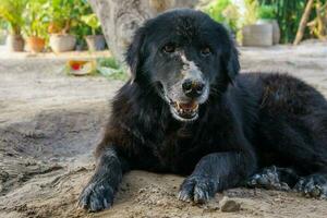 A very old dog with black fur has a bruise on the nose due to mosquito bites. sitting on the ground in the countryside photo