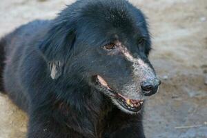 un muy antiguo perro con negro piel tiene un moretón en el nariz debido a mosquito muerde sentado en el suelo en el campo foto