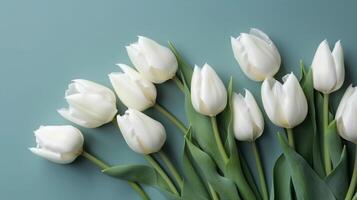 Spring background with white tulips flowers in blue light color, photo