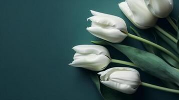 Bouquet of white tulips lie on gradient blue color background, photo