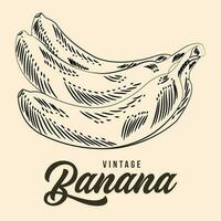 Vintage Hand Drawing Banana Fruit Sketch Vector Stock Illustration