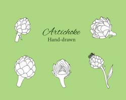 Hand drawn set of artichokes. Isolated vector illustration of hand drawn artichoke
