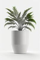 houseplant in pot isolated white background, interior design, botanical concept. photo