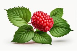 raspberries with leaves isolated on white background. photo