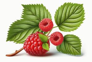 raspberries with leaves isolated on white background. photo