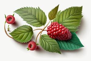 raspberries with leaves isolated on white background. photo