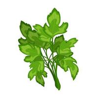 Fresh green branches of parsley on a white background, food. Botanical illustration. Vector