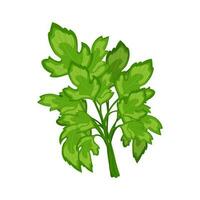 Fresh green branches of parsley on a white background, food. Botanical illustration. Vector