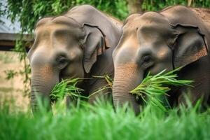 Asia Elephants family walking in the natural park, Animal wildlife habitat in the nature forest, beautiful of life, massive body part, largest mammal, with . photo