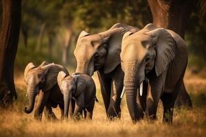African Elephants family walking in the Savanna park, Animal wildlife habitat in the nature forest, beautiful of life, massive body part, largest mammal, with Generative AI. photo