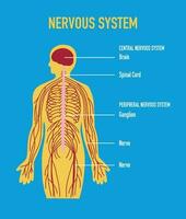 Illustration of Human Nervous System vector