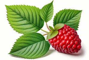 raspberries with leaves isolated on white background. photo