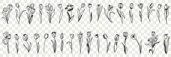 Tulip flowers decoration doodle set. Collection of hand drawn various blooming tulip floral pattern decorations wallpaper in rows isolated on transparent vector