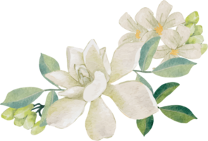 aquarelle blanc thaïlandais fleur gardénia et Orange jasmin bouquet couronne Cadre png