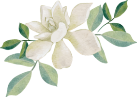 vattenfärg vit thai blomma gardenia och orange jasmin bukett krans ram png