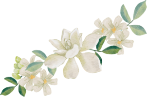 watercolor white thai flower gardenia and orange jasmine bouquet wreath frame png